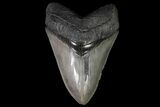Serrated, Fossil Megalodon Tooth - Glossy Enamel #92901-1